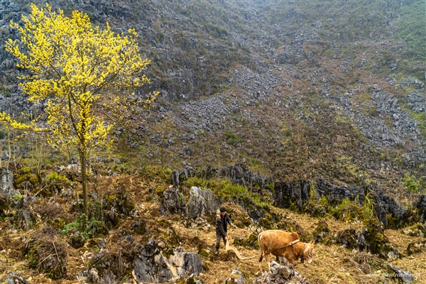 Ha Giang Tour And Everything You Need To Know