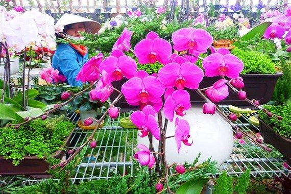 Da Lat